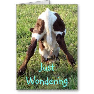 Dessa's baby calf customize any occasion cards