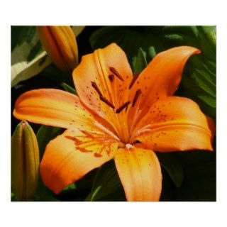 Orange Stargazer Lilies Poster