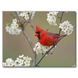 Male Northern Cardinal among pear tree Postcards