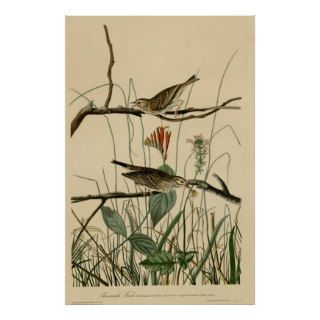 Audubon Bird Print, Savannah Finches