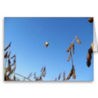 A Small Spider Hanging Found In Soybean Field. Card