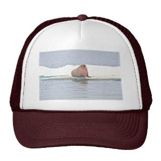 A solitary brown walrus resting near Digges Island Trucker Hat