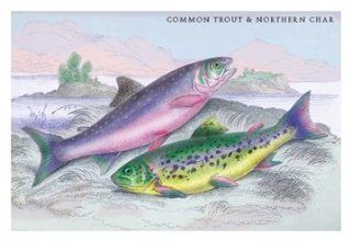 Buy Enlarge 0 587 09310 2C12X18 Common Trout and Northern Char  Canvas Size C12X18   Prints