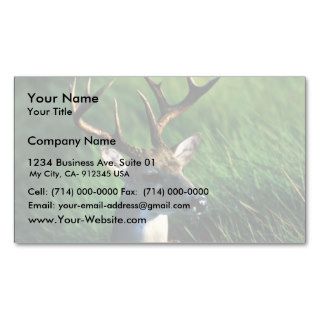 White tailed Buck Business Cards