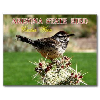Arizona State Bird   Cactus Wren Post Cards