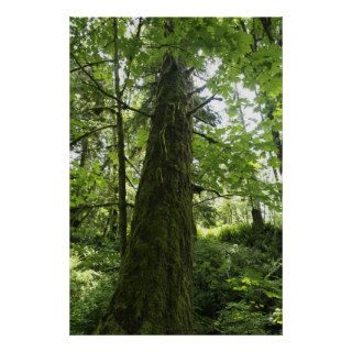 Giant Tree Forest Photo Print