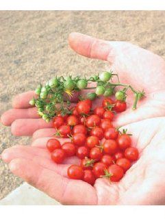 Red Currant Tomato Seeds 30 Seed Pack by OrganicSeedSupply  Vegetable Plants  Patio, Lawn & Garden