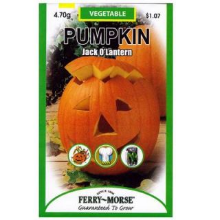Ferry Morse Pumpkin Jack OLantern Seed 8124
