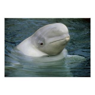 Beluga Whale, Delphinapterus leucas), Captive Print