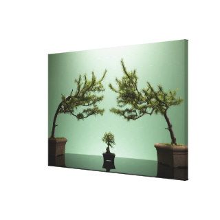 Small bonsai tree between two large bonsai trees gallery wrapped canvas