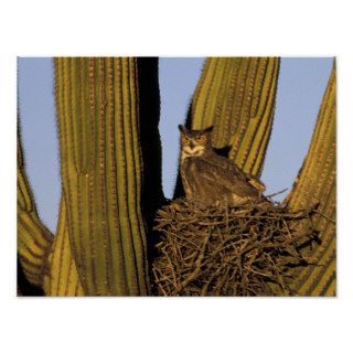 NA, USA, Arizona, Tucson. Great horned owl on Poster