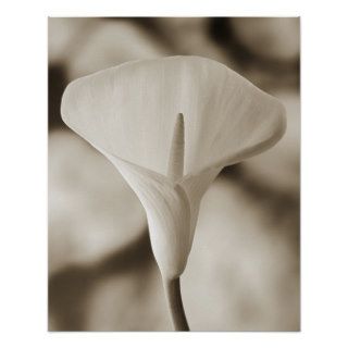 <Calla Lily Against White Rocks> by Tom Marks Print