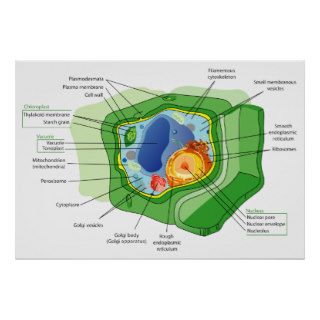 Diagram of a Typical Plant Cell Structure Print