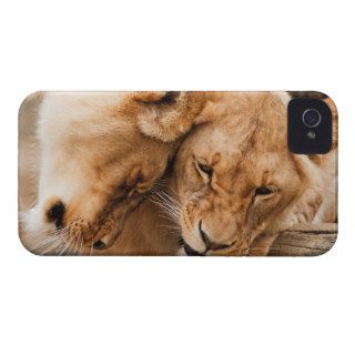 Love Lions cuddling animals wildlife nature photo Case Mate iPhone 4 Case