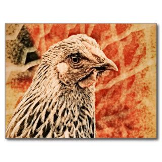 Funky Baby Chicken Silver Laced Wyandotte Pullet Postcard