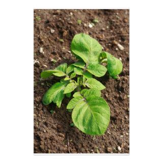 Potato plant stationery design