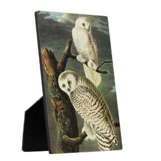 Snowy Owl, John James Audubon Plaque