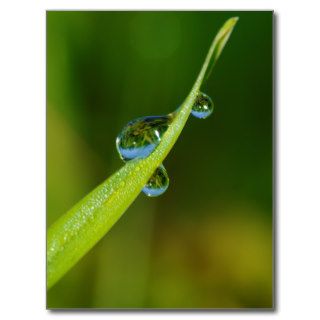 Water Droplets on a Green Blade of Grass Postcard