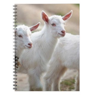 White baby goats spiral notebooks