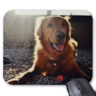 Golden Retriever Laying Down Mouse Pads