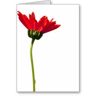 Red Daisy Simplicity All Occasion Greeting Greeting Cards