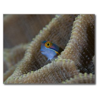 Blenny fish Blenniidae) poking it's head out Post Cards