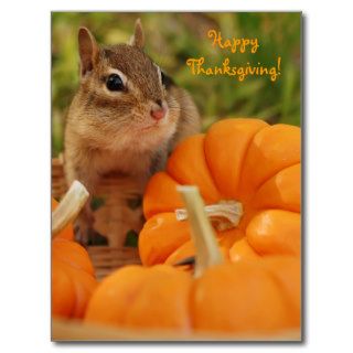 Happy Thanksgiving Little Chipmunk Postcard