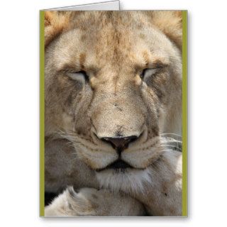 Lion Sleeping With Crossed Legs Greeting Cards
