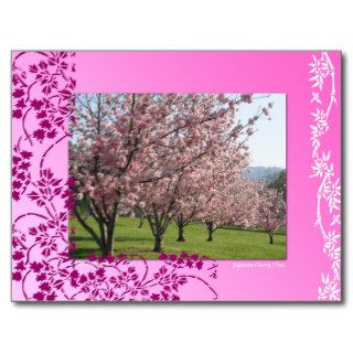 Pink Cherry Tree Flowers Blank Art Postcard