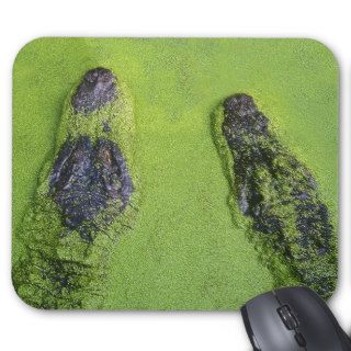 American alligator found throughout Florida Mouse Pads