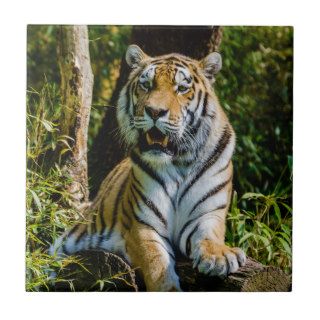 Siberian Tiger Amur Tiger Panthera Tigris Altaica Ceramic Tiles
