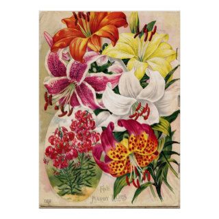 Vintage Seed Catalog, Lilies Poster