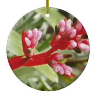 Pink Aechmea Weilbachii V. Leodinensis (Coralberry Christmas Ornaments