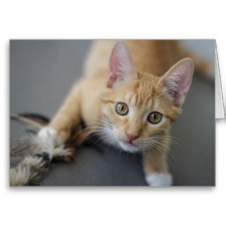 Kitten Birthday Card by Focus for a Cause