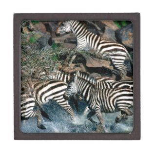 Zebra Exodus Across River Burchell Premium Trinket Box
