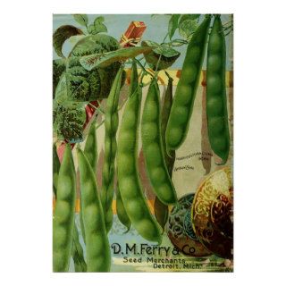 DM Ferry Vintage Seed Catalog Lima Beans Poster