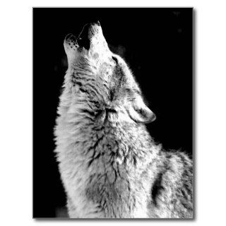 Wolf Howling at Moon Post Cards