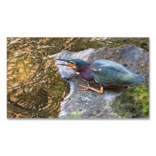 Green Backed Heron  in creek 2 Business Cards