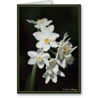 Paperwhite Narcissus Card