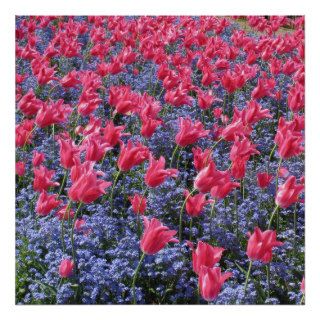 Pink and purple flower field posters