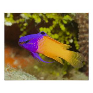 Underwater Life, FISH  a colorful Fairy Basslet Poster