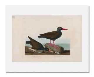 John James Audubon, The Birds of America, Plate 427, White legged Oyster catcher   Prints