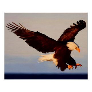 American Bald Eagle Print