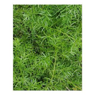 Asparagus Fern Spring Green Foliage Photo Posters