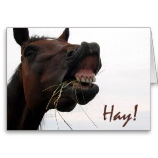 Funny Horse Hay Cards