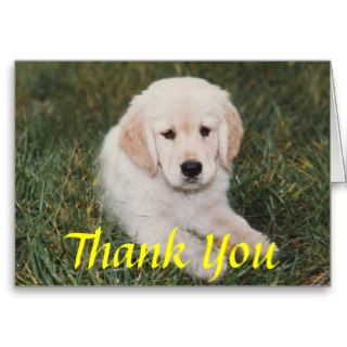 Golden Puppy Thank You Card