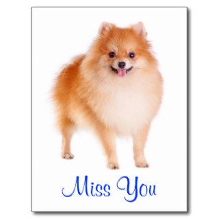 Miss You Pomeranian Puppy Dog Greeting Postcard