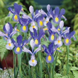 Martha Stewart Living Dutch Iris Sapphire Beauty/Hildegarde Dormant Bulbs (96 Pack) 70372