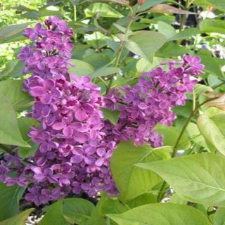 OnlinePlantCenter 3 gal. Deep Violet Common Lilac Shrub S3796G3