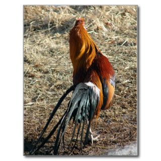 Phoenix Rooster Behind Post Card